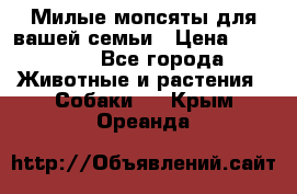 Милые мопсяты для вашей семьи › Цена ­ 20 000 - Все города Животные и растения » Собаки   . Крым,Ореанда